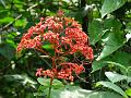 Japanese Glorybower
